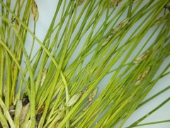 Eleocharis intermedia