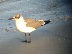 Leucophaeus atricilla