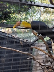 Rhabdotorrhinus corrugatus