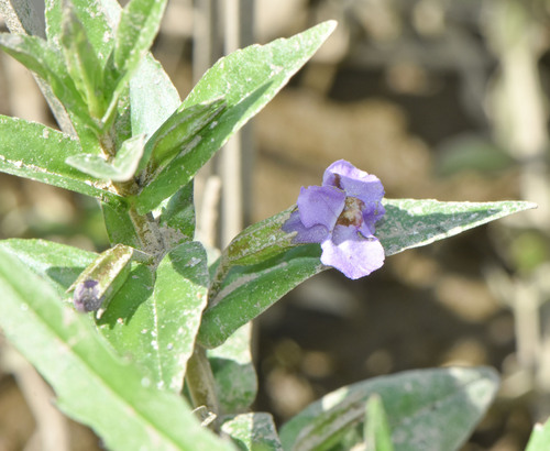 Mimulus ringens var. colpophilus