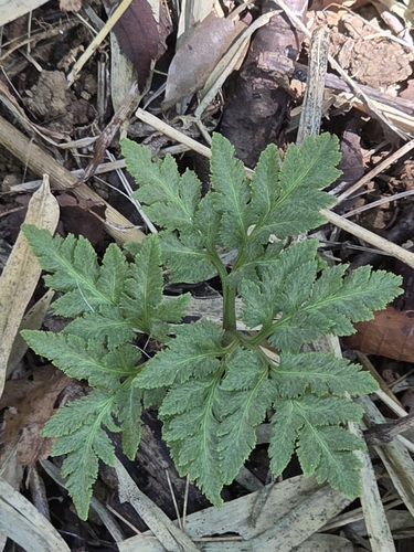 Botrychium nipponicum iNat (3)