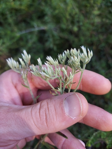 Lateflowering Thoroughwort (Eupatorium vaseyi)