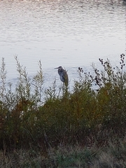 Ardea herodias
