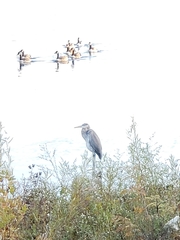 Ardea herodias