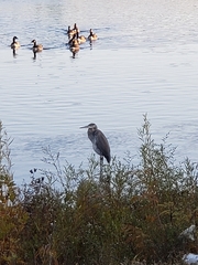 Ardea herodias