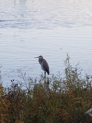 Ardea herodias