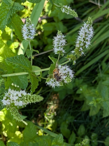 Unknown species found near Whitefish, MT 59937, USA