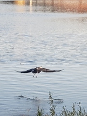 Ardea herodias