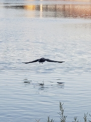 Ardea herodias