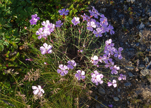 Dianthus repens