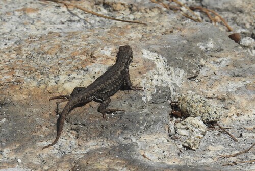 iNaturalist observation photo of Western Fence Lizard