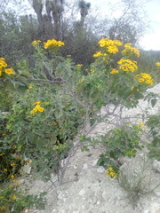 Zaluzania montagnifolia