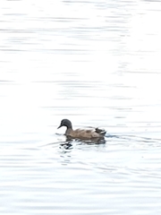 Anas platyrhynchos domesticus