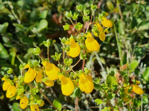 Calceolaria corymbosa (Calceolaria corymbosa)
