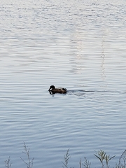 Anas platyrhynchos domesticus