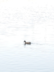 Anas platyrhynchos domesticus