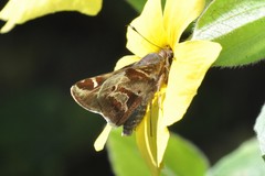 Thespieus macareus