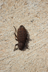 Amycterus caudatus