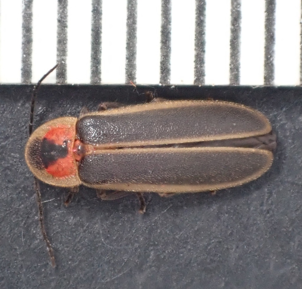 Photinus umbratus