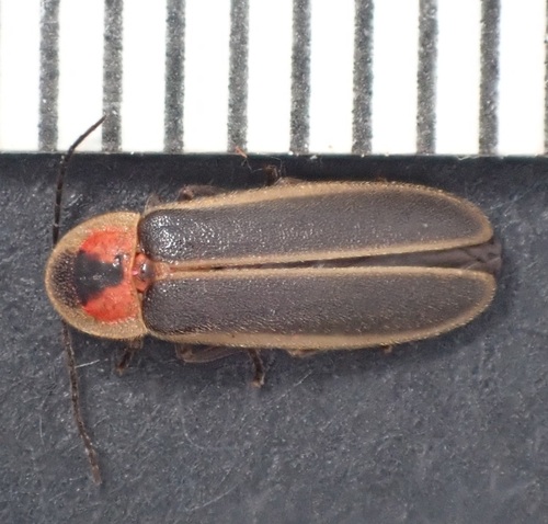 Photinus umbratus