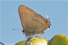 Electrostrymon guzanta