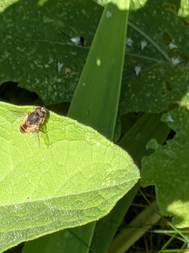 Unknown species found near Whitefish, MT 59937, USA