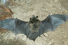 Myotis leibii
