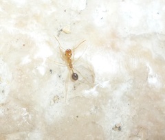 Messor rufotestaceus