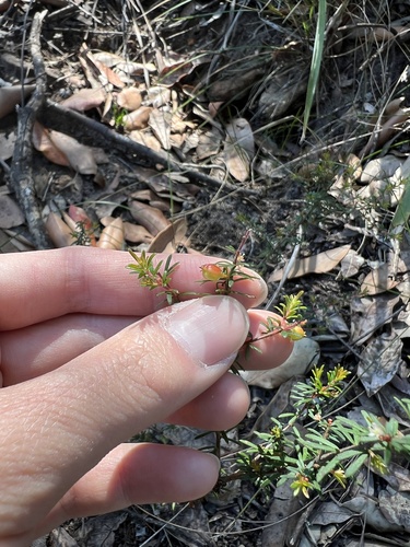 Micrantheum ericoides (Micrantheum ericoides)