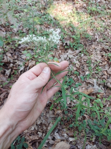 Pasture Thoroughwort (Eupatorium saltuense)