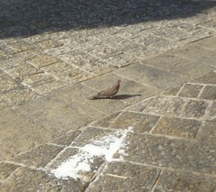 Streptopelia senegalensis