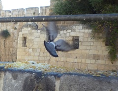 Columba livia domestica