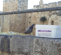 Columba livia domestica