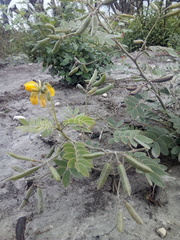 Senna apiculata