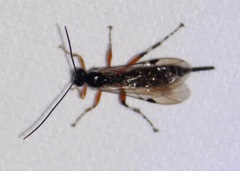 Itoplectis