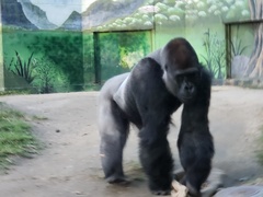 Gorilla
