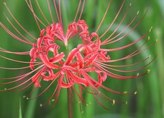 Lycoris radiata