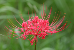 Lycoris radiata