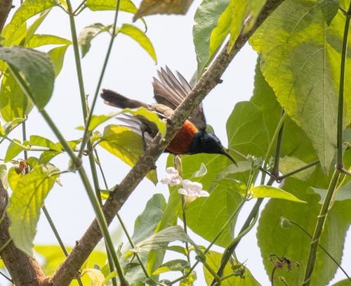 Olive-bellied Sunbird (Cinnyris chloropygius), photo 5