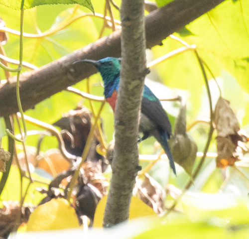 Olive-bellied Sunbird (Cinnyris chloropygius), photo 6