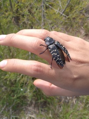 Lampetis dilaticollis