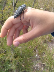 Lampetis dilaticollis