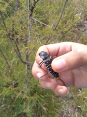 Lampetis dilaticollis