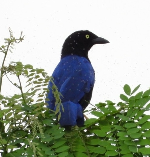 Purplish-backed Jay (Cyanocorax beecheii), photo 10