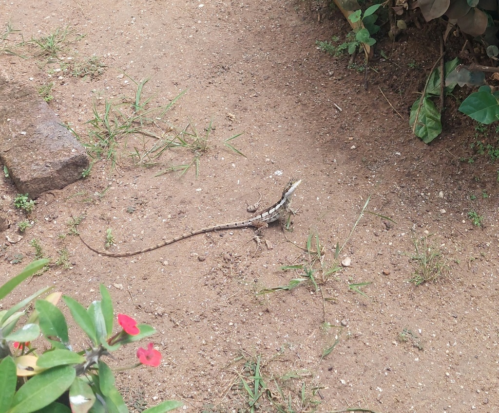 Northern Water Dragon (Tropicagama temporalis)