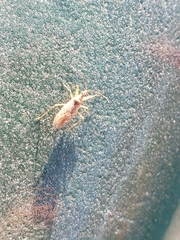 Nabis roseipennis
