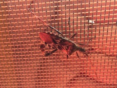 Leptoglossus occidentalis