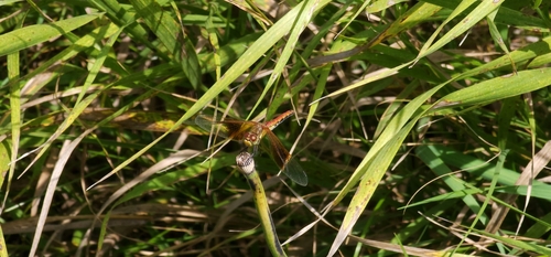 Band-winged Meadowhawk photo 6
