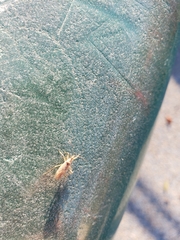 Nabis roseipennis
