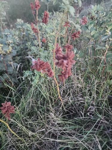 Wild Licorice